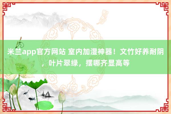 米兰app官方网站 室内加湿神器！文竹好养耐阴，叶片翠绿，摆哪齐显高等